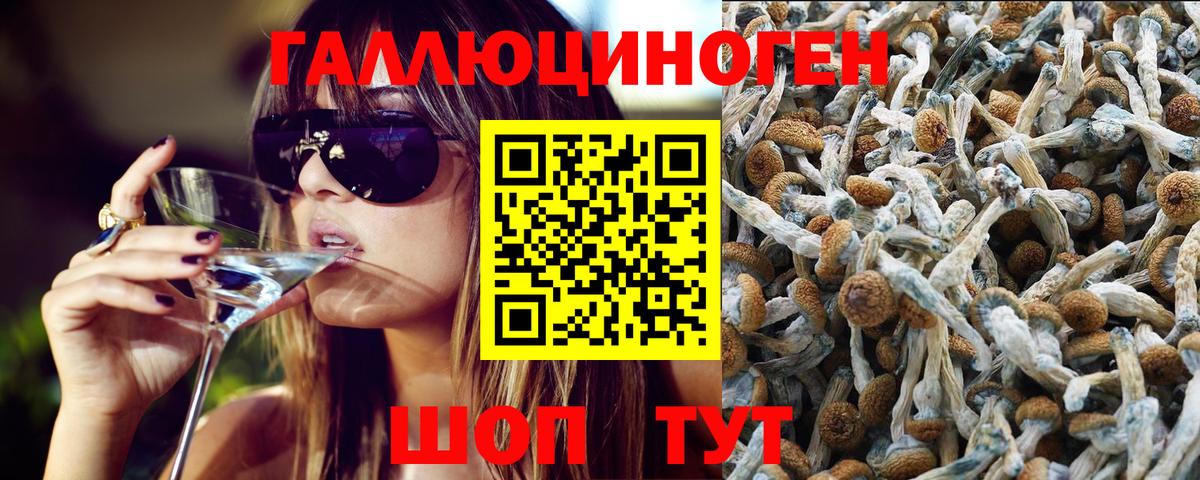 Урус-Мартан  Псилоцибиновые грибы прущие грибы  Вход с VPN 